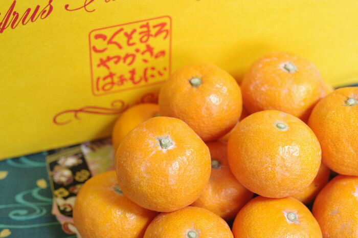 俊菓みかん 1