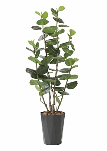 現品　海葡萄　シーグレープ　曲がり　12番　観葉植物　希少　インテリアグリーン Amazon｜海葡萄 シーグレープ 曲がり 特大 13番 観葉植物