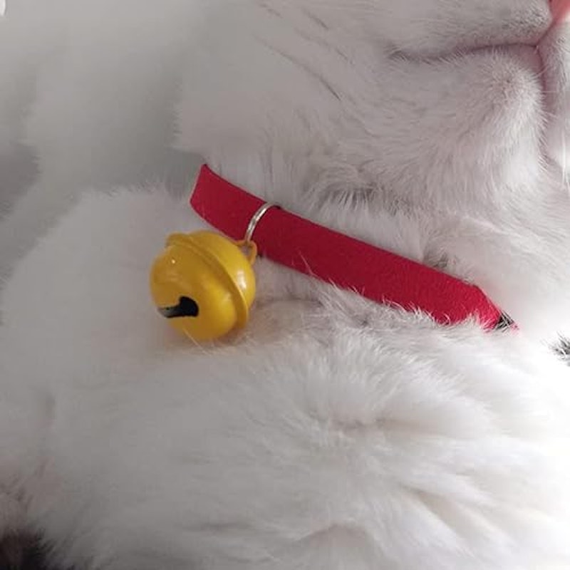 猫用首輪 4