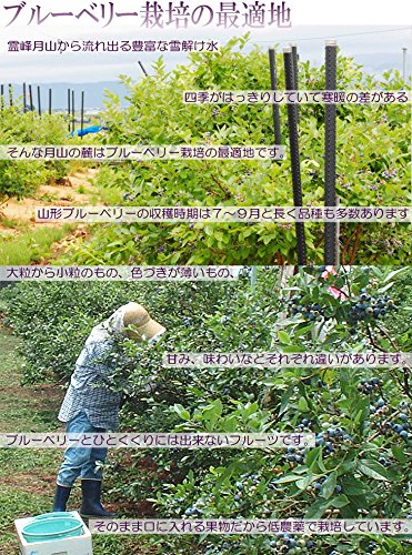 冷凍ブルーベリー 2