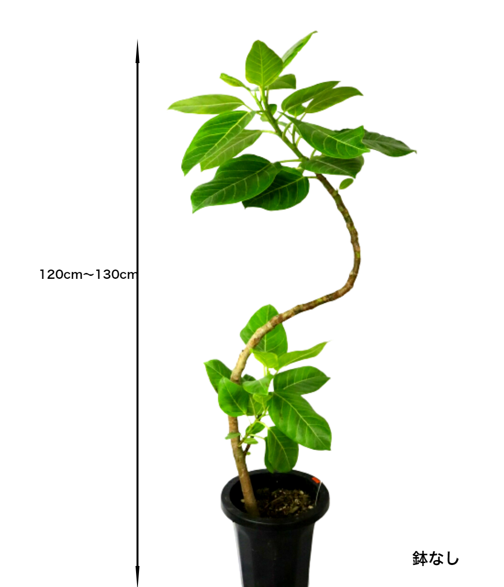 観葉植物 フィカス アルテシマ 180cm 園芸ネット本店｜フィカス：アルテシマ（曲がり）8号鉢植え の通販【公式】