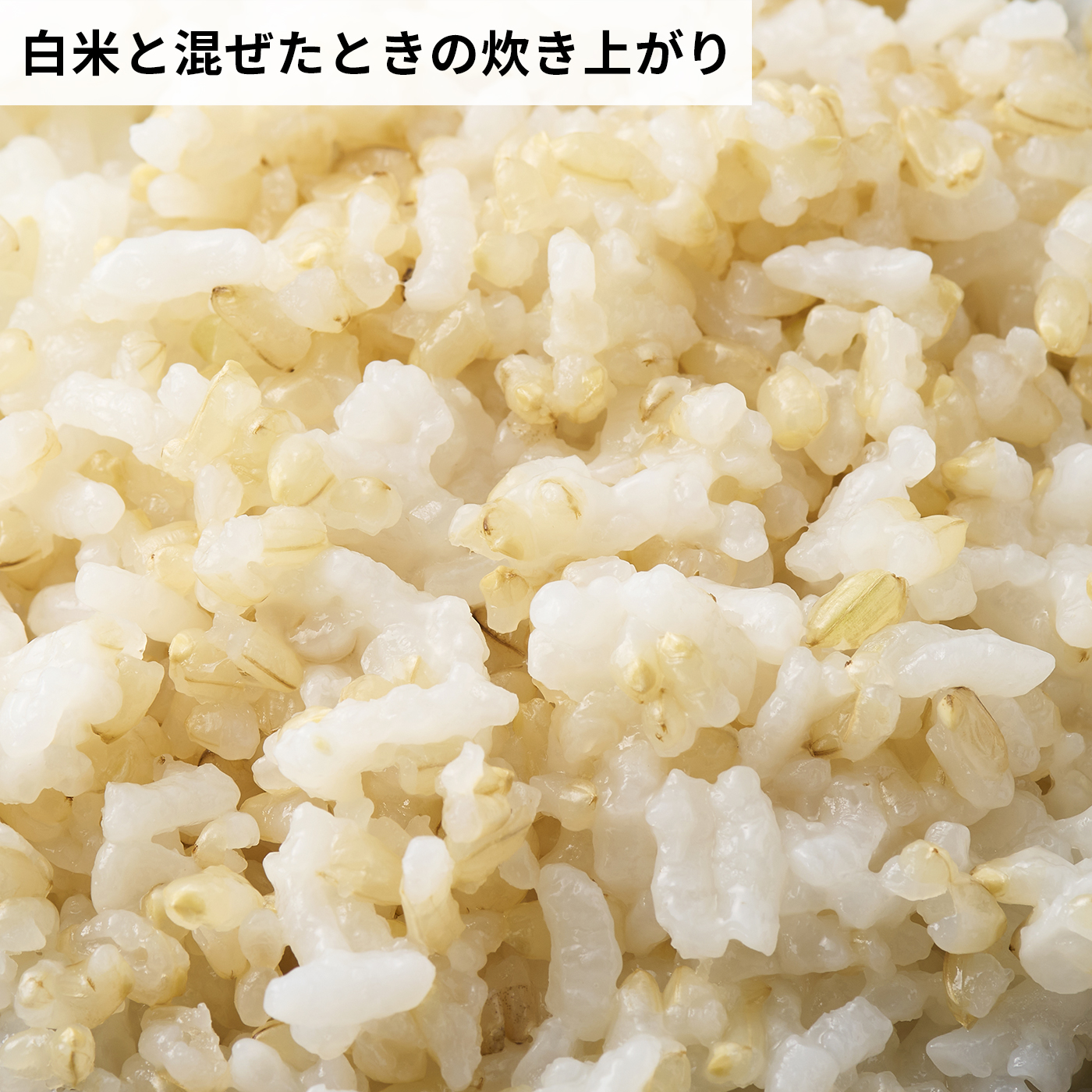 発芽玄米 コシヒカリ 特選 6