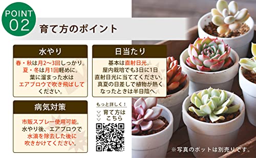 多肉植物のおすすめ人気ランキング【2024年】 | マイベスト