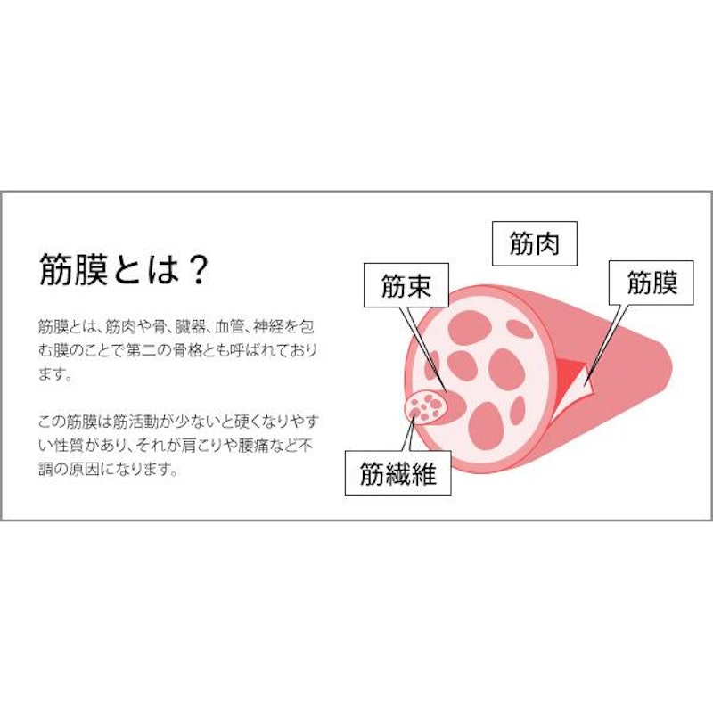 ヨガポール muscle 4