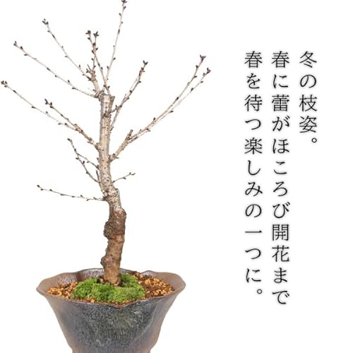 桜盆栽 御殿場桜 3