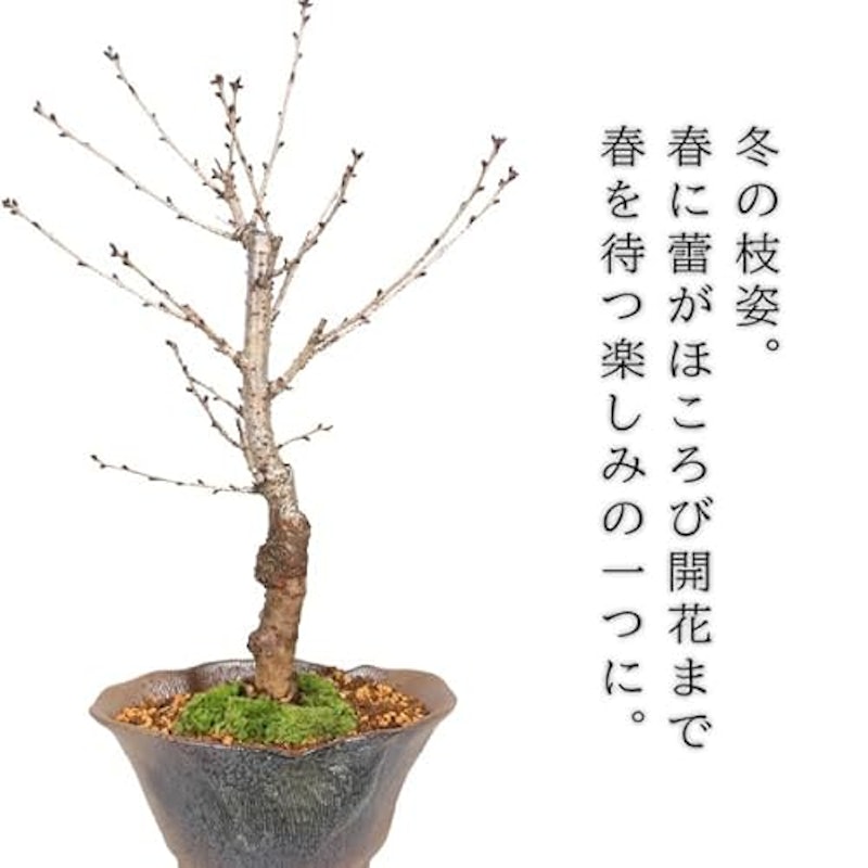 桜盆栽 御殿場桜 3