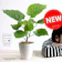 LAND PLANTS ウンベラータ 1