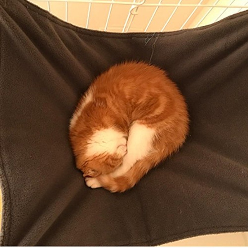 猫のハンモック 3