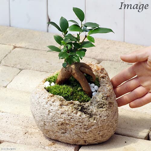 苔盆栽 ガジュマル 3