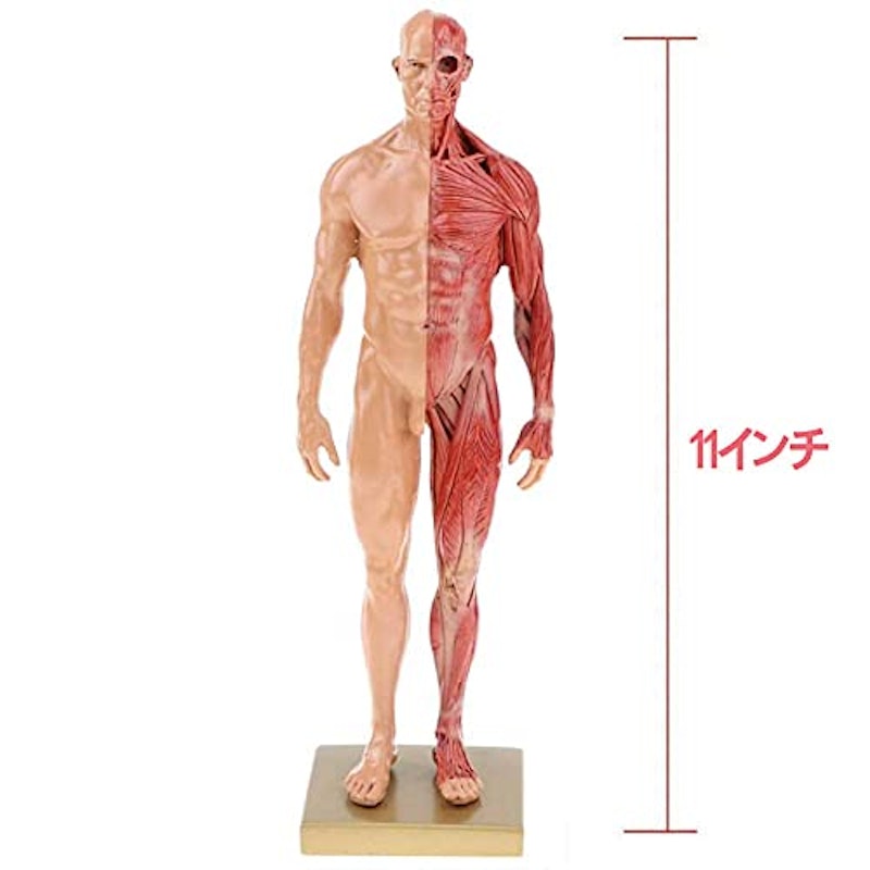 男性 人体モデル 7