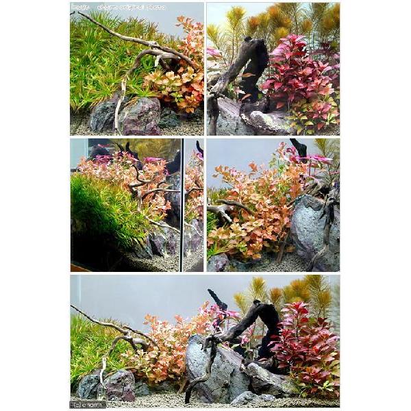 おまかせ4色紅葉セット 2