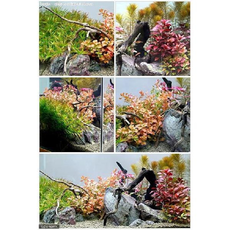 おまかせ4色紅葉セット 2