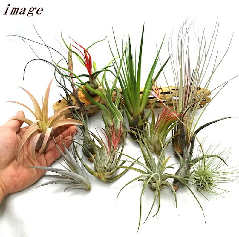 21年 エアプランツのおすすめ人気ランキング15選 Mybest 21年 エアプランツのおすすめ人気ランキング15選 Mybest