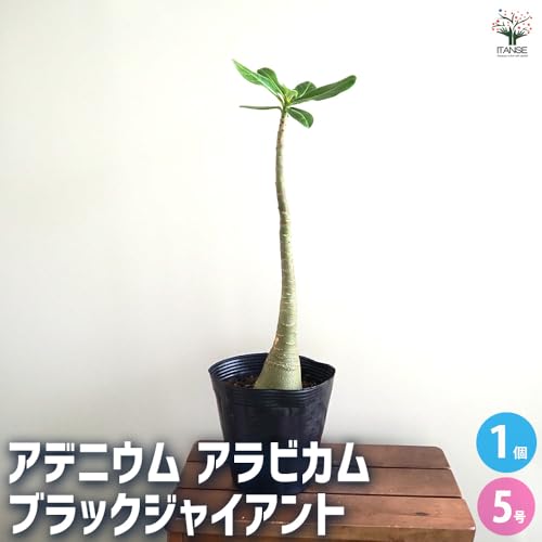 アデニウム アラビカム ブラックジャイアント 2
