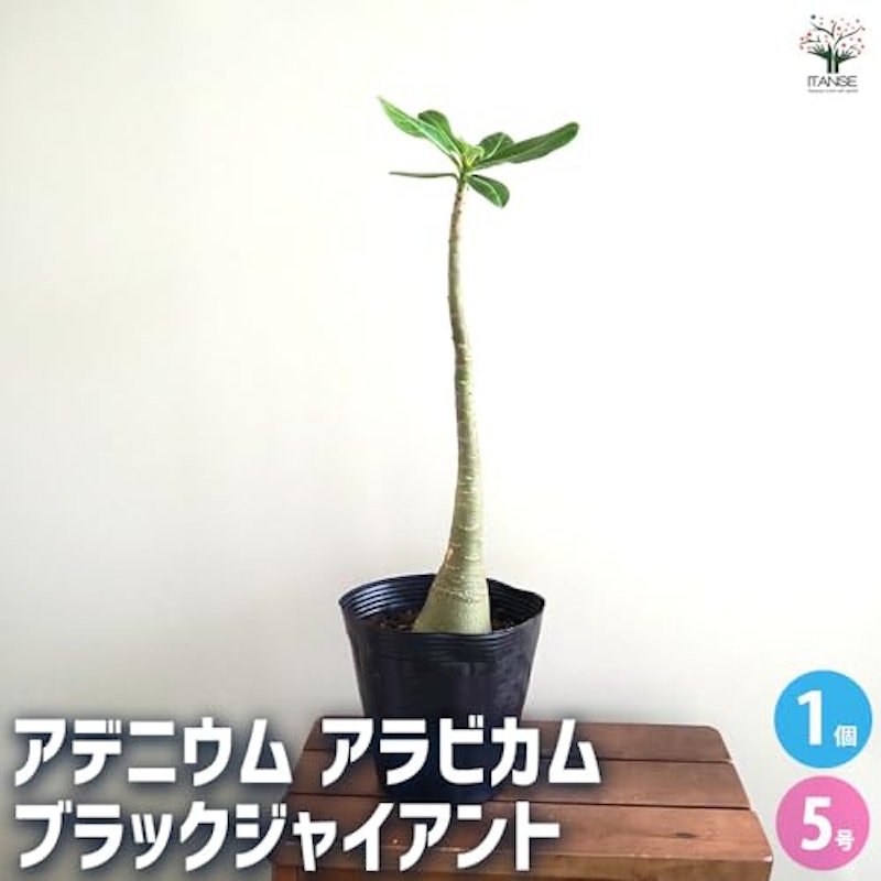アデニウム アラビカム ブラックジャイアント 2