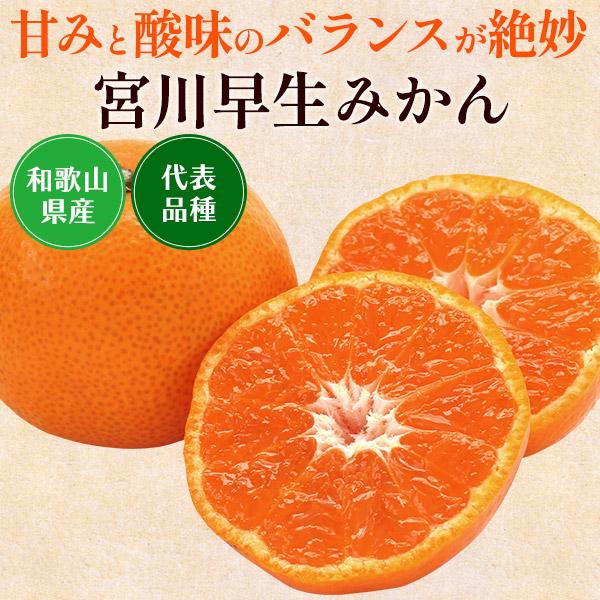 宮川早生みかん 2