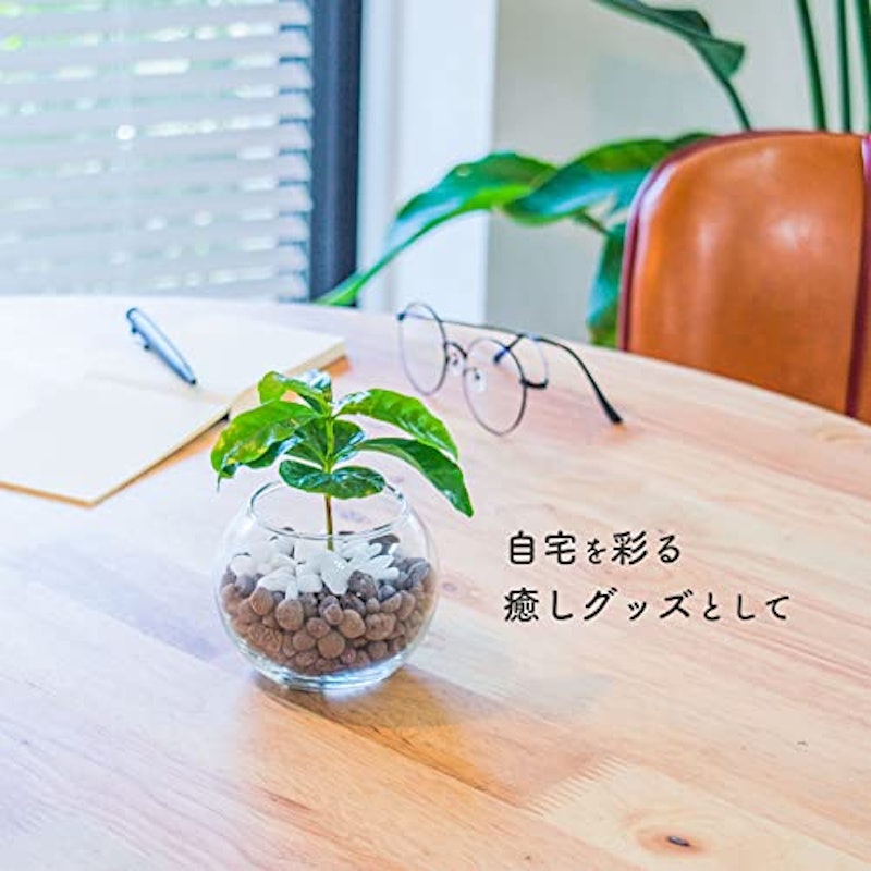 コーヒーの木 ハイドロカルチャー 8