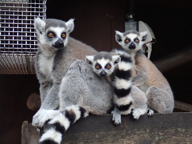 東京都立大島公園動物園 1