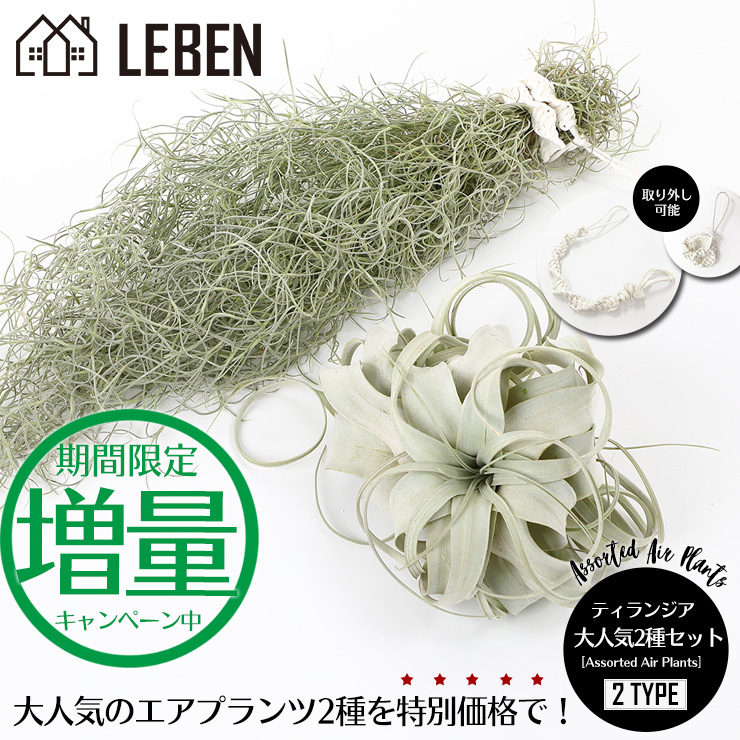 21年 エアプランツのおすすめ人気ランキング15選 Mybest