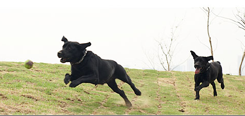 21年 東京都内のドッグランのおすすめ人気ランキング選 Mybest