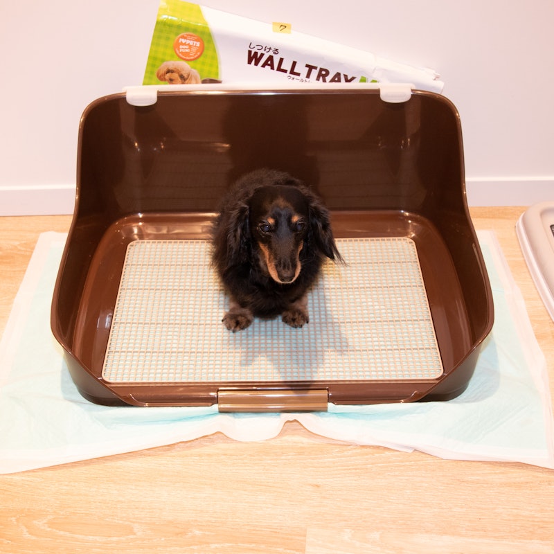 徹底比較 犬用トイレトレーのおすすめ人気ランキング16選 Mybest