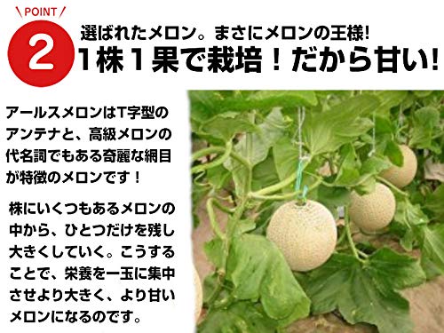 アールスメロン 4