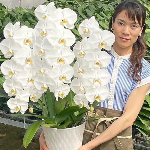 大輪胡蝶蘭 1
