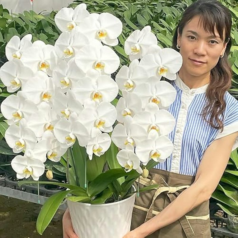 大輪胡蝶蘭 1