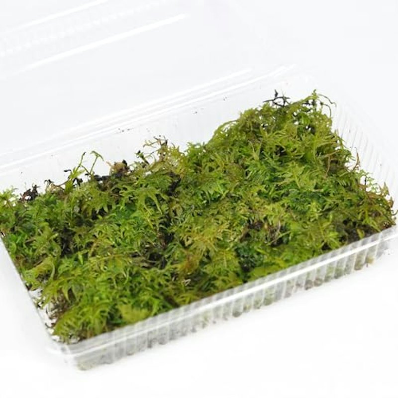 艶苔パック 1