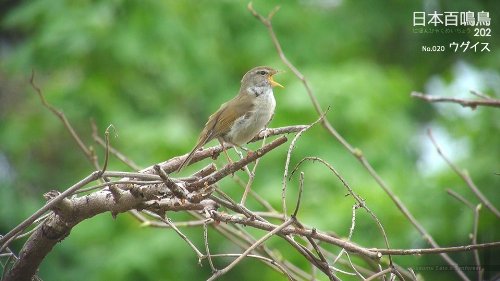 日本百鳴鳥 202 映像と鳴き声で愉しむ野鳥図鑑 4