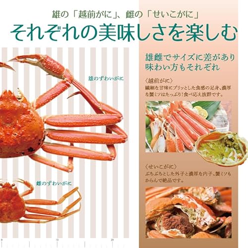 浜茹で 越前セイコガニ 4