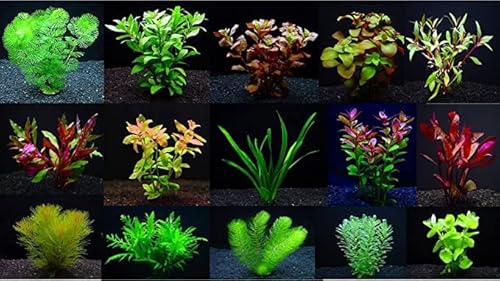 おまかせ水草2種 1