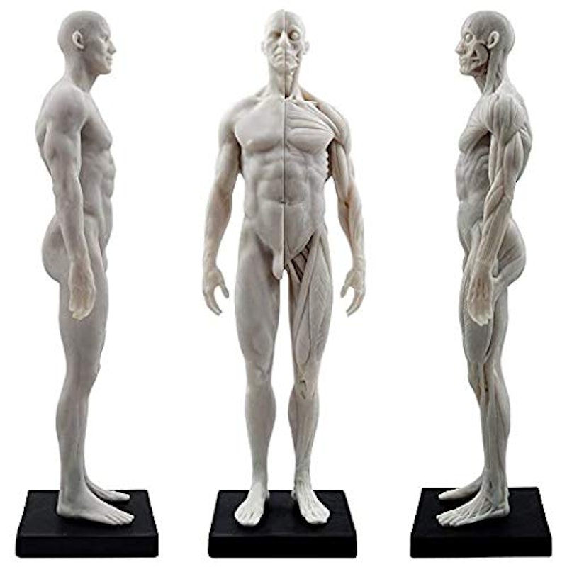 男性 人体モデル 人体模型 2