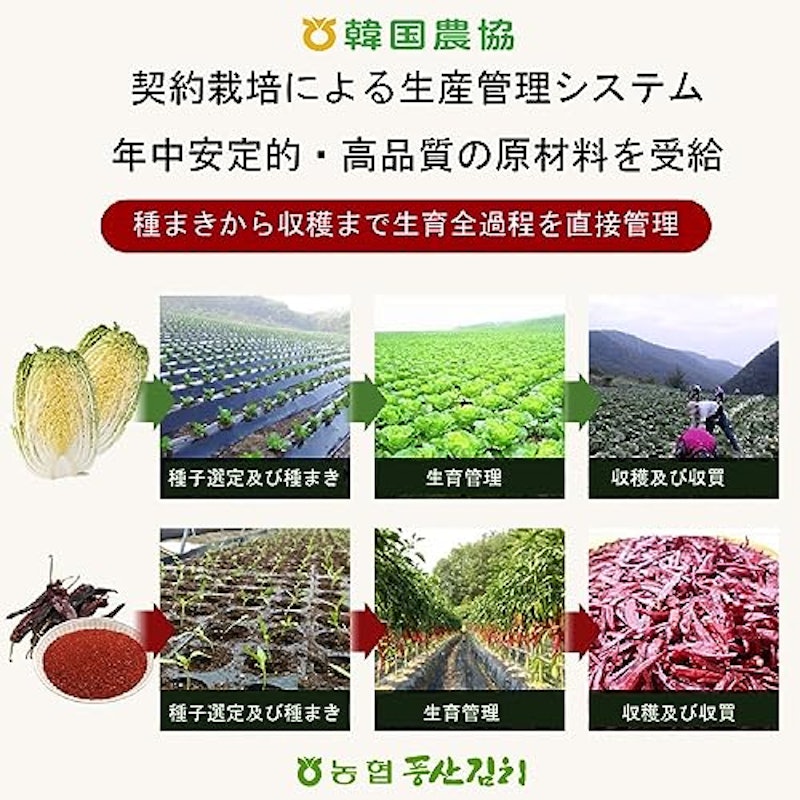 白菜キムチ 12