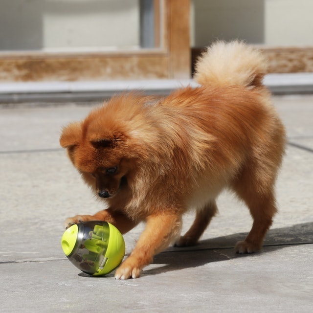 徹底比較 犬用おもちゃのおすすめ人気ランキング15選 ボール ぬいぐるみ 知育玩具も Mybest