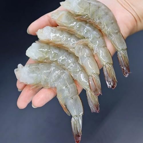 奇跡の海老 4