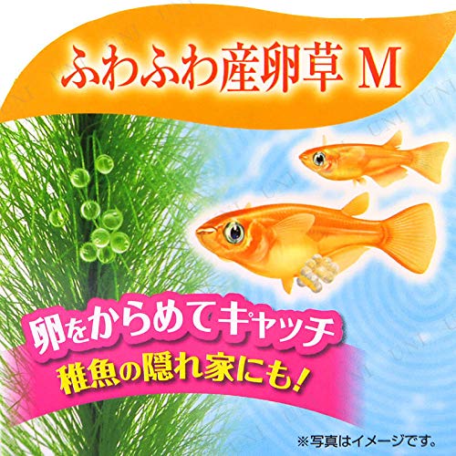 売れ筋商品 Gex メダカ水景天然産卵草 大 Riosmauricio Com 売れ筋商品 Gex メダカ水景天然産卵草 大 Riosmauricio Com