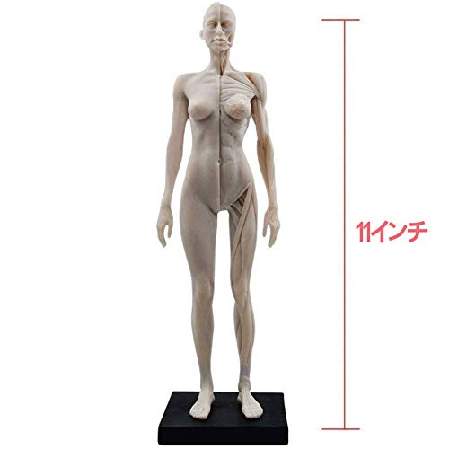 A102 人体模型 筋肉構造　170cmモデル　未使用 Amazon.co.jp: Aoguzhao 人体モデル 人体模型 30cm 男性 女性 1