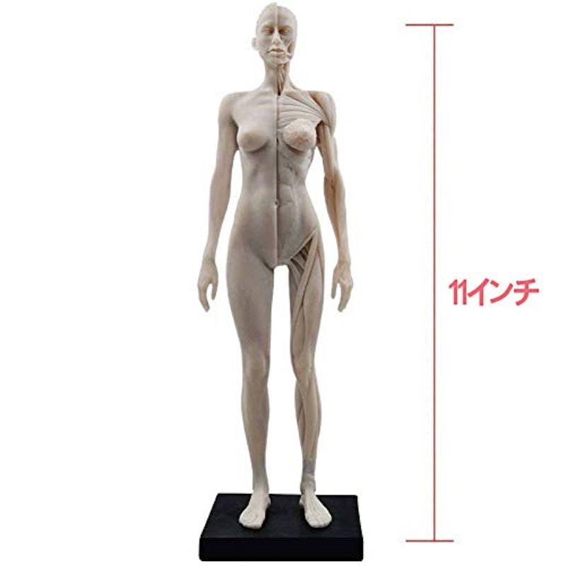 女性 人体モデル 6