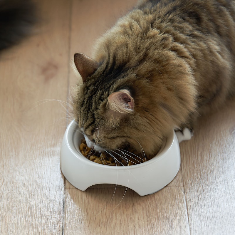 徹底比較 猫用食器のおすすめ人気ランキング10選 Mybest 徹底比較 猫用食器のおすすめ人気ランキング10選 Mybest