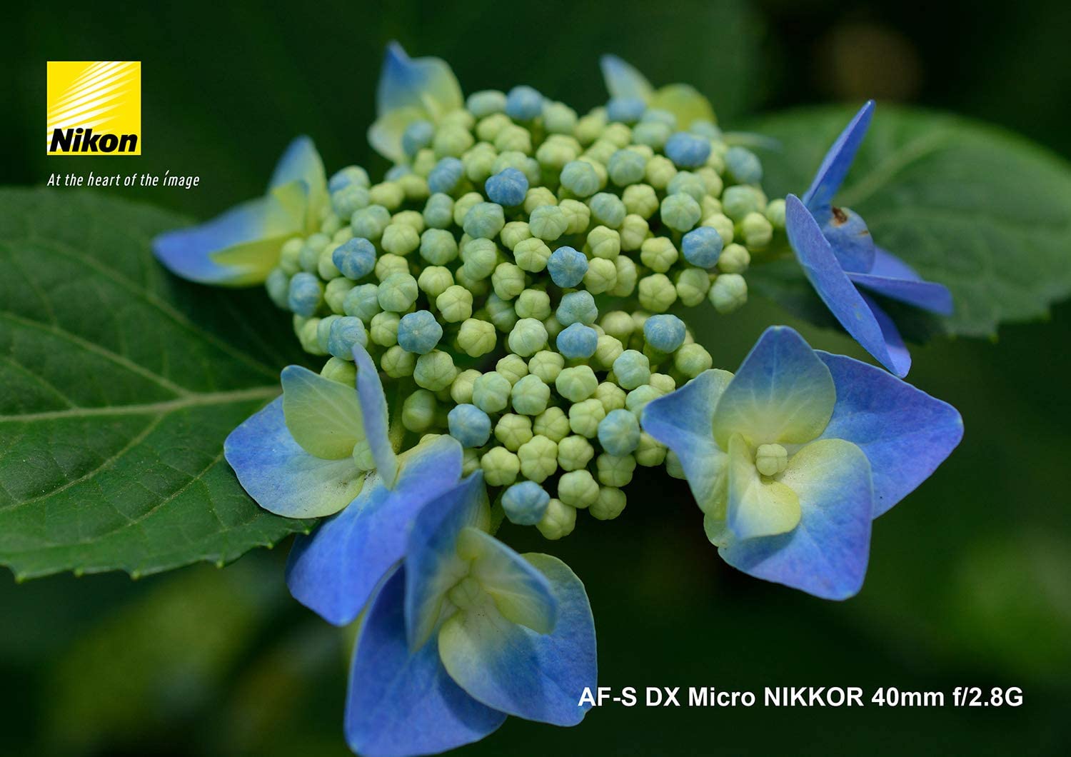 AF-S DX Micro NIKKOR 40mm f/2.8G 9