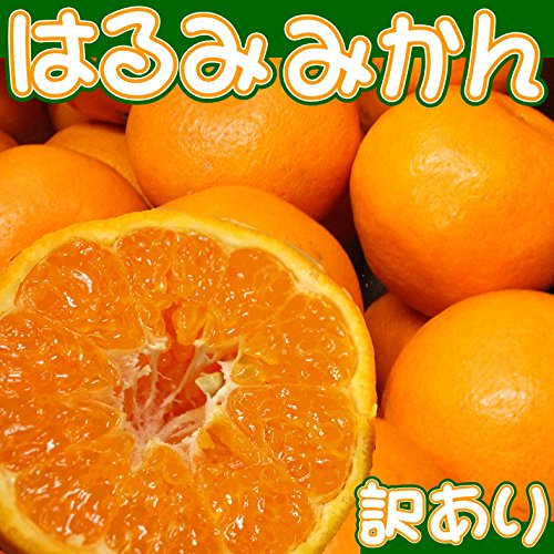 愛媛県産 はるみみかん 2
