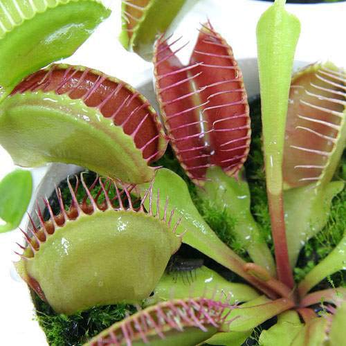 21年 観葉植物のおすすめ人気ランキング30選 Mybest