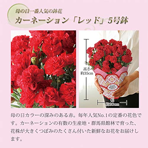 蕾つきカーネーション　さくらもなか　2鉢 蕾つきカーネーション さくらもなか 2鉢 カーネーション さくらもなか