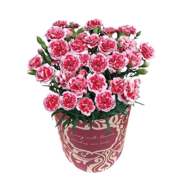 22年 母の日向けカーネーション鉢植えのおすすめ人気ランキング40選 Mybest