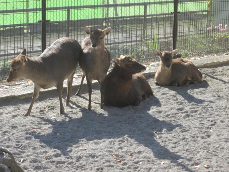 昭和公園動物園 1