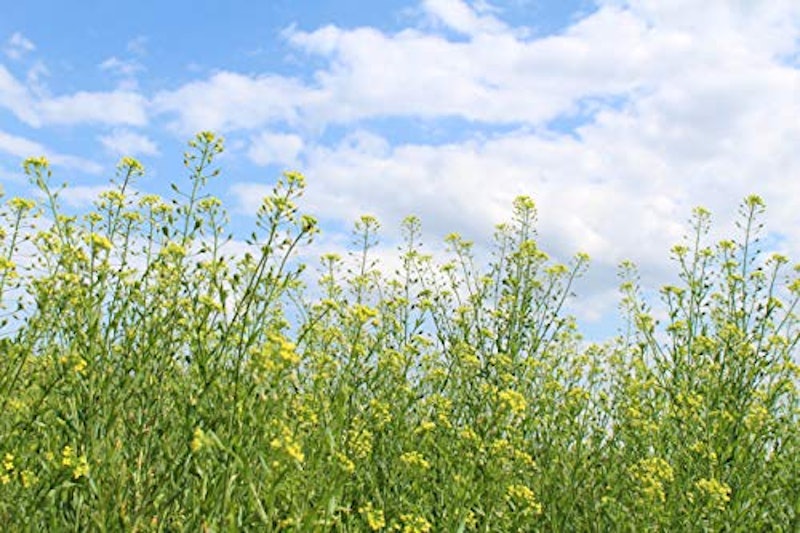 THE FINEST QUALITY CAMELINA OIL ROASTED 3