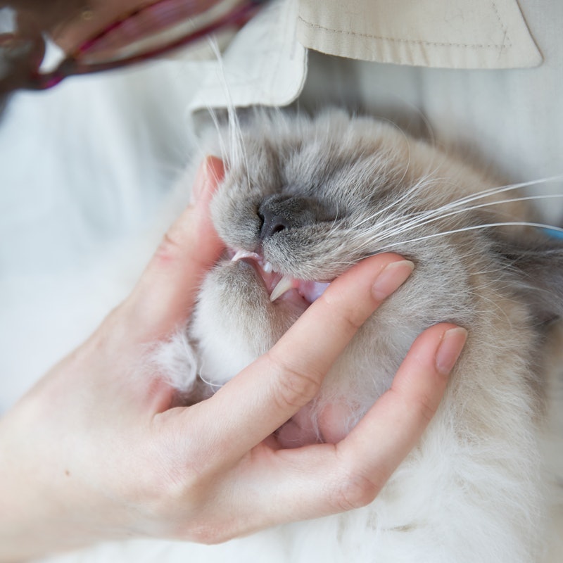 猫口ケア歯ブラシ マイクロヘッド 5