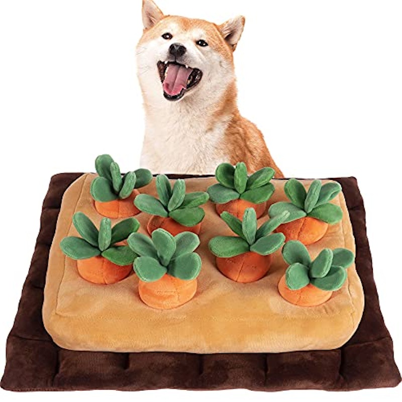 犬用おもちゃ 1