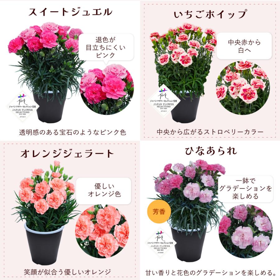 カーネーションの鉢花 5